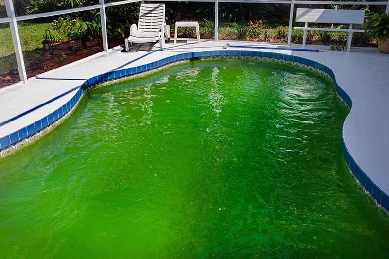 green algae pool