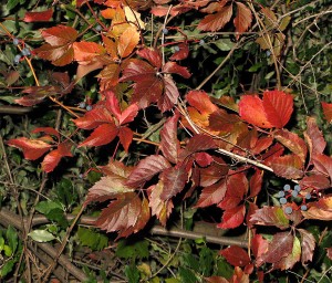 leaves twigs pool heat pump