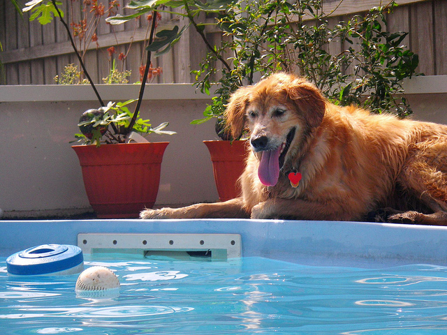 dog hair in pool is it safe to let dogs swim in pools safe to let dogs swim in pools swim with dog in pool
