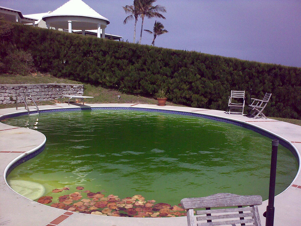 mistakes pool owners make not removing pool algae correctly