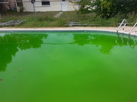 remove green pool algae
