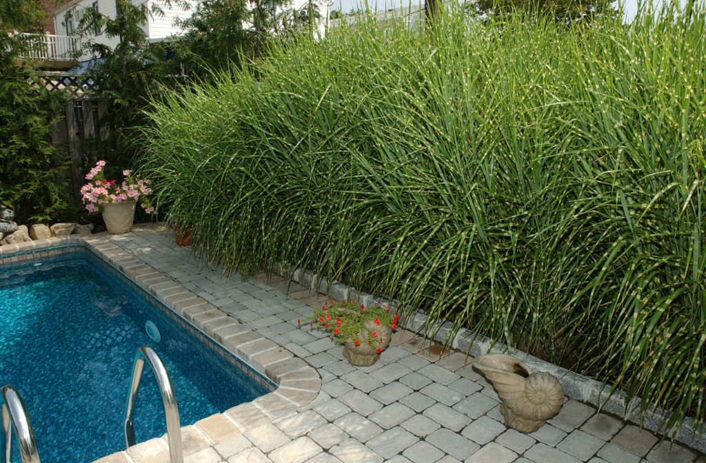 ornamental grass around the pool
