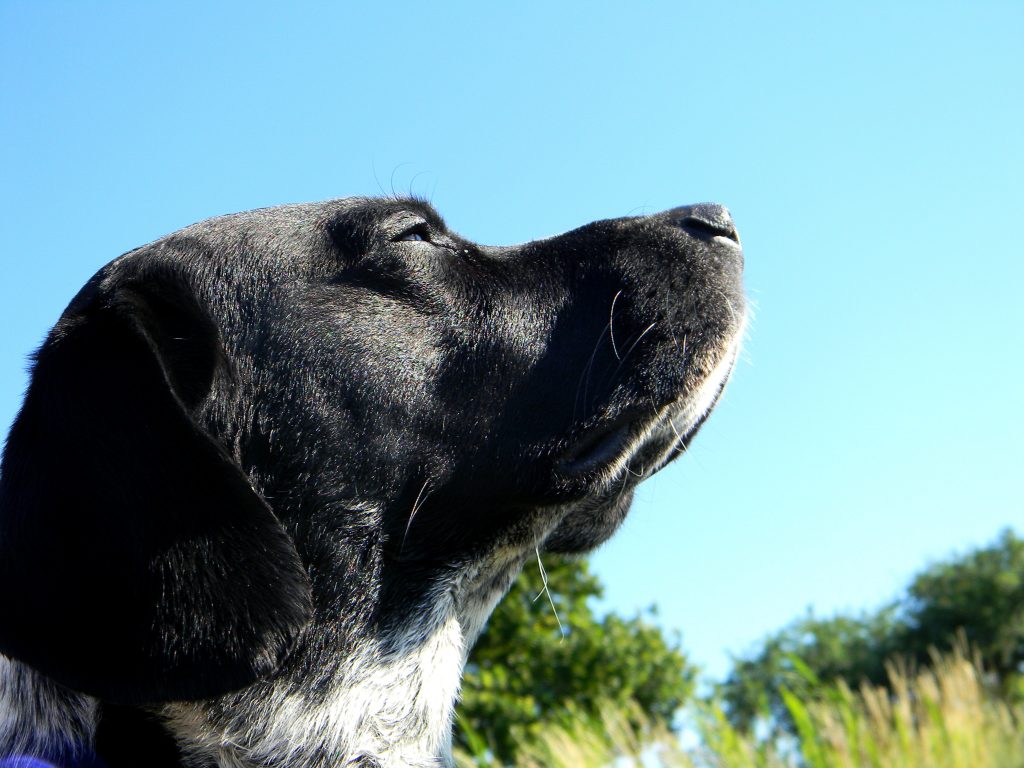 smelling chlorine