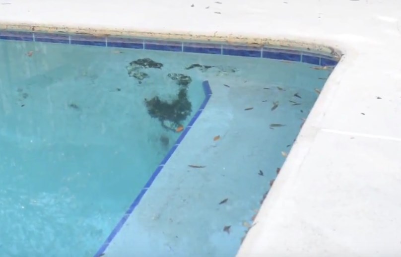 kill black algae in swimming pool