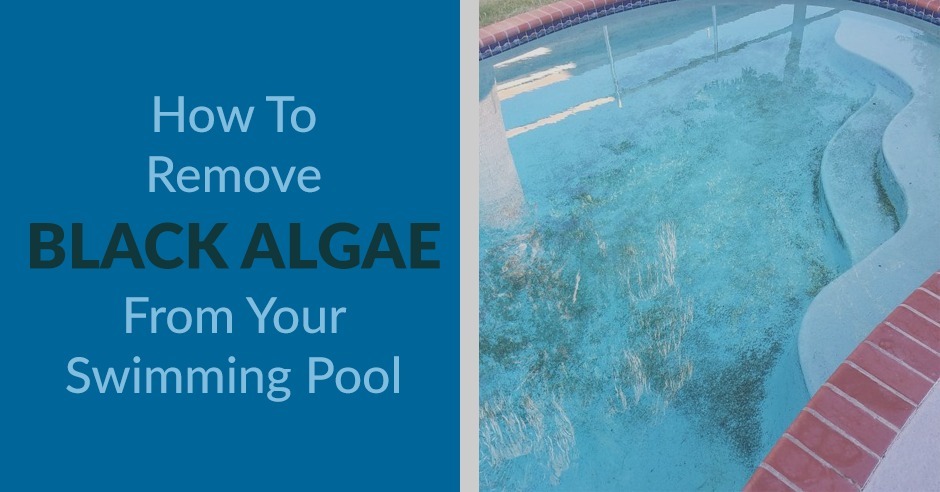 how to remove black algae from swimming pool kill black algae