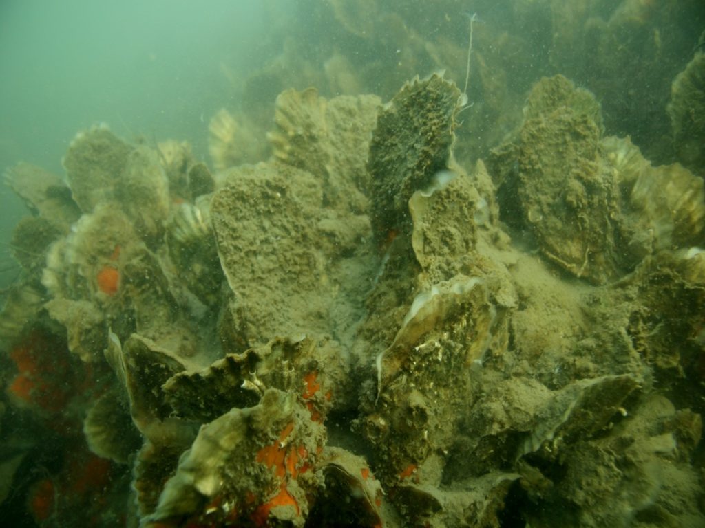 oyster restoration with aquaculture heaters