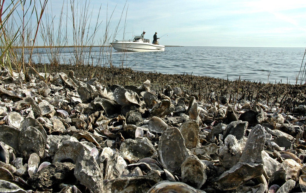 oyster reef restoration spat-tech