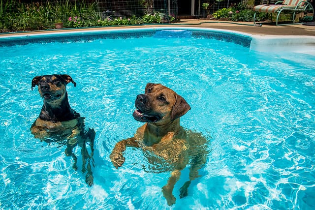 can dogs swim in chlorine pools