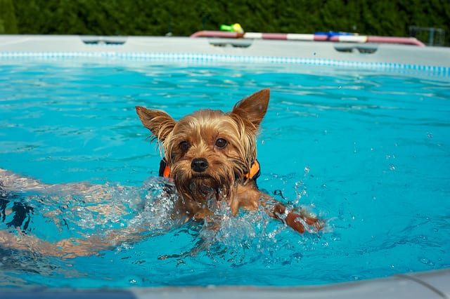 can dogs swim in chlorine pools