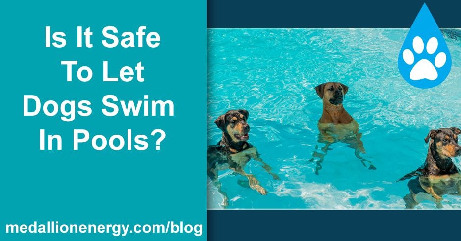 safe to let dogs swim in pools pool heating