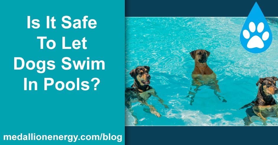 is chlorine pool safe for dogs