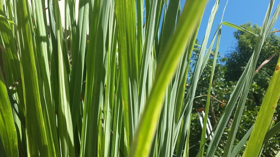 lemongrass and dryer sheets to keep bees away from pool pool care hacks