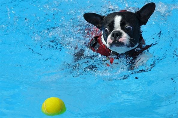 tennis ball in pool to absorb oil pool care hack