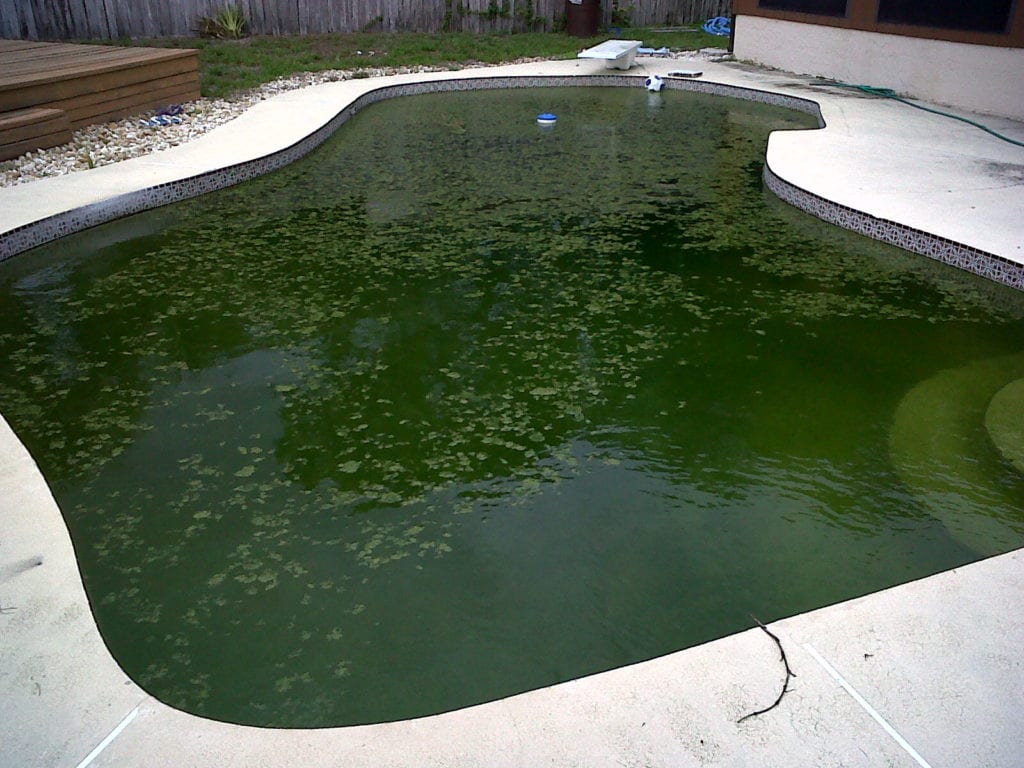 eliminați algele negre din piscină fix piscină verde închis