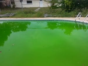 algae