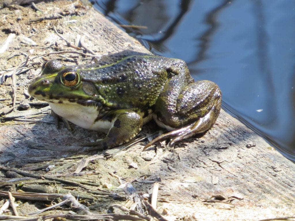 keep frogs away with a chemical barrier