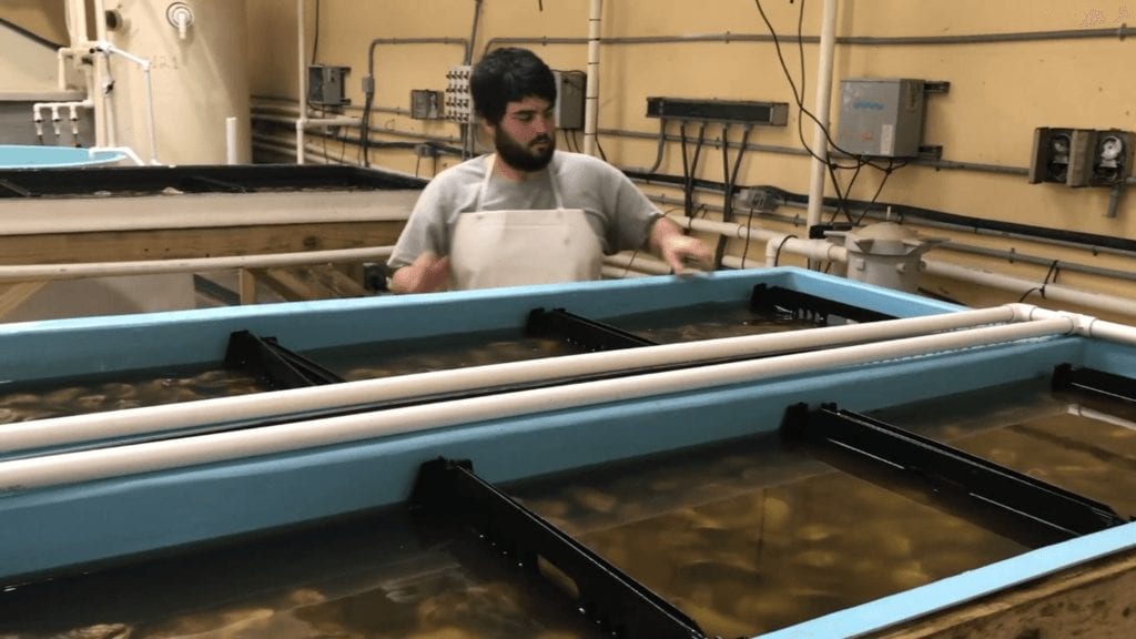 spat-tech oyster hatchery aquaculture heaters