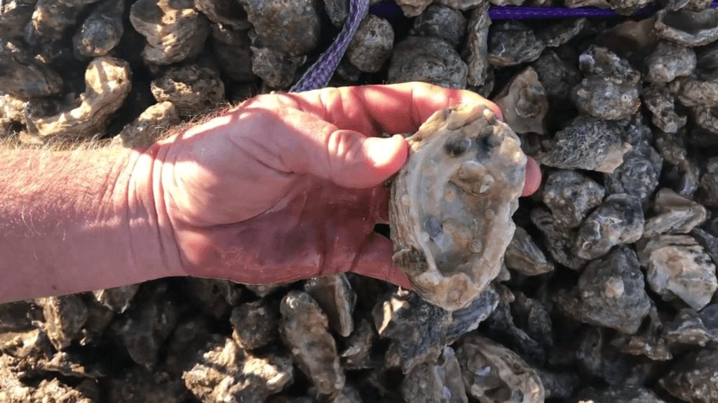oyster resoration with aquaculture heaters