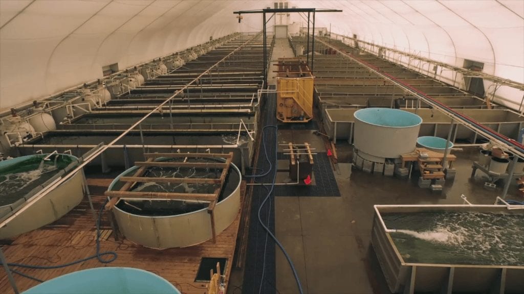 spat-tech oyster hatchery tanks