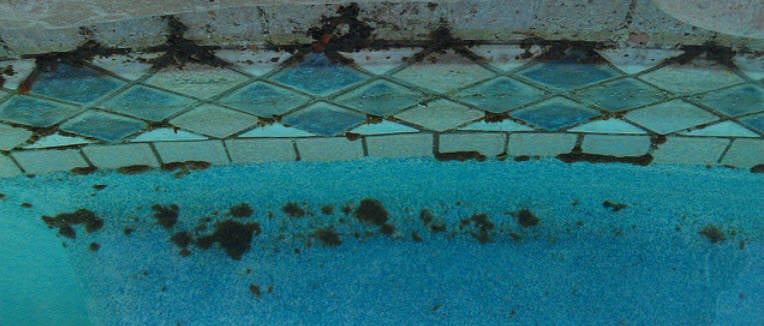 How To Remove Black Algae From Your Swimming Pool Kill Black Algae