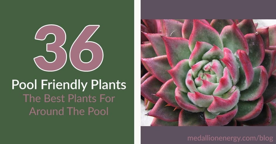 pool friendly plants best plants for pool area