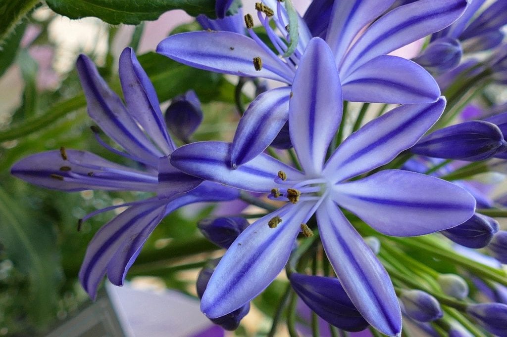 African lily pool friendly plants