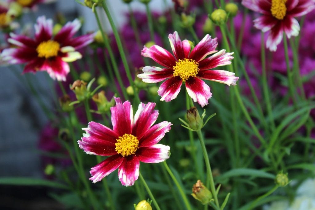 coreopsis berry chiffon best plants for pool area
