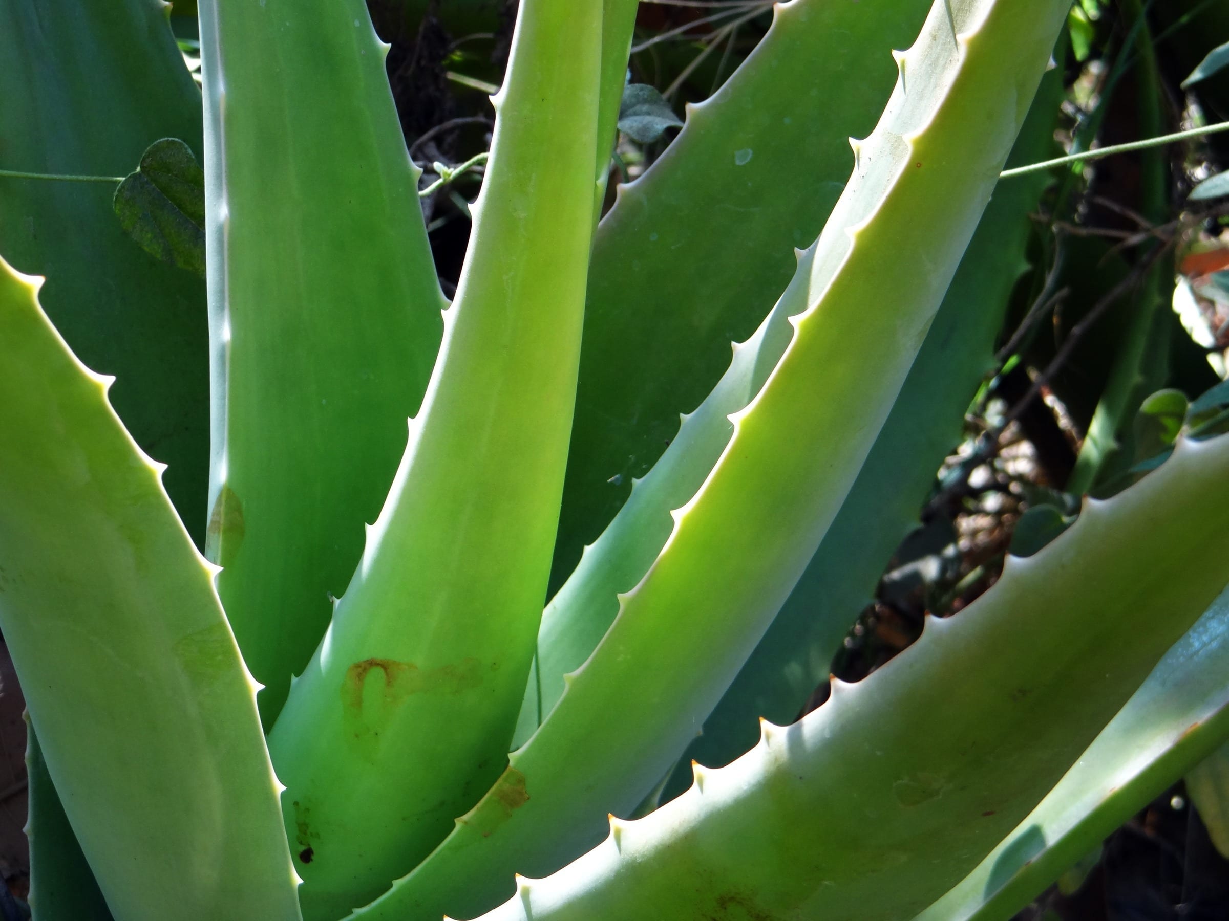 Растение алоэ лечебные свойства. Алоэ Ланца. Aloe Vera barbadensis Miller.