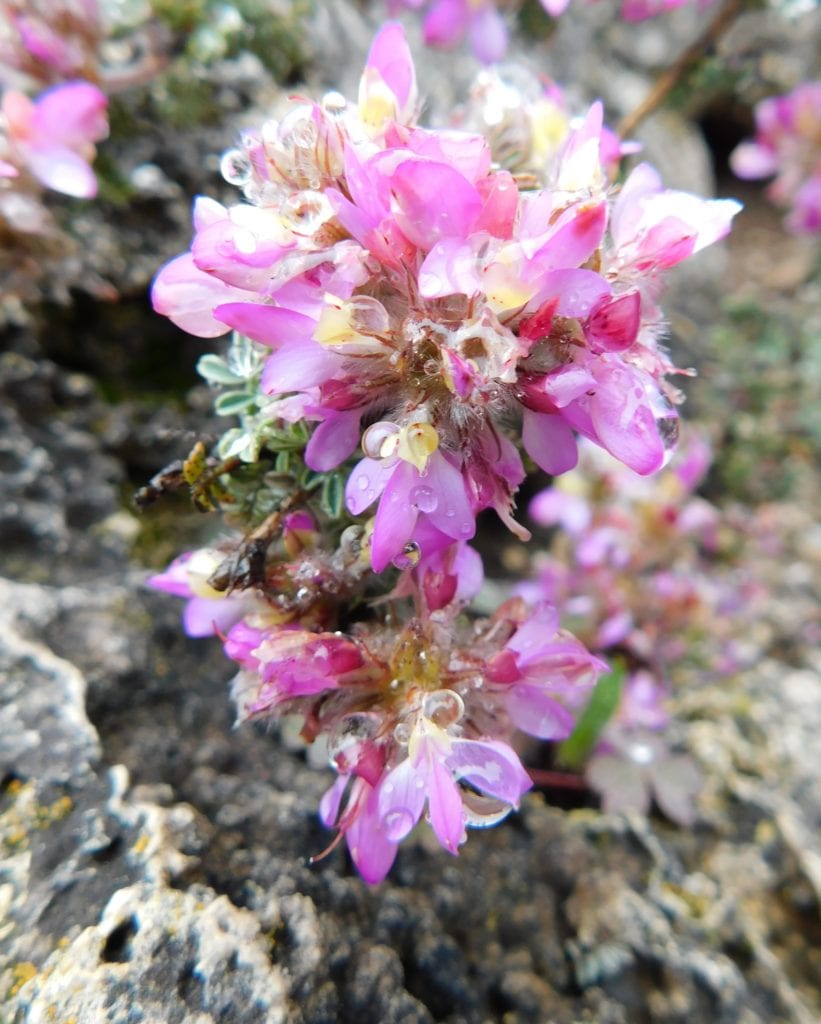 weeping dalea pool friendly plants