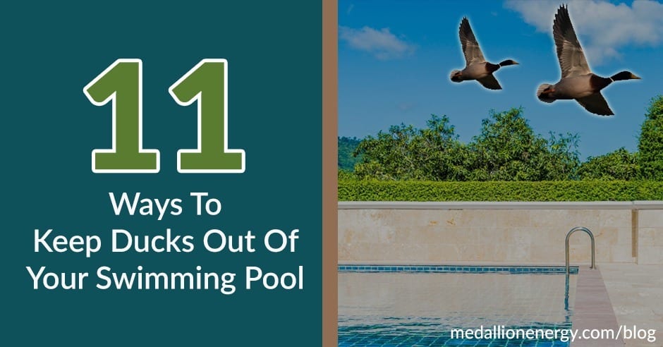 keep ducks out of pool and yard