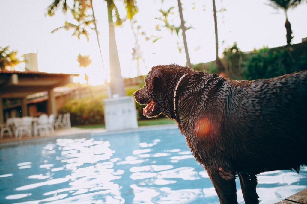 dogs keep ducks out of your pool