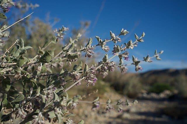 desert lavender pool friendly plants