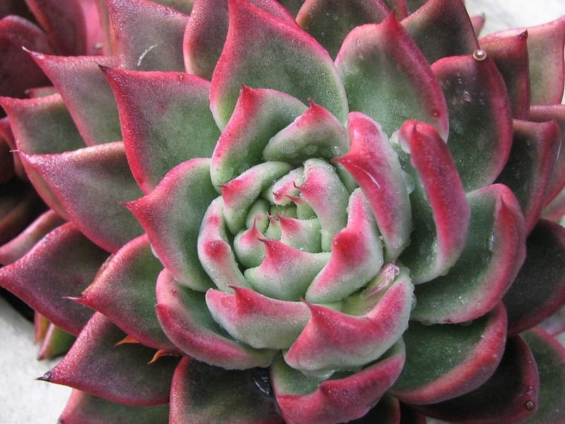 echeveria pool friendly plants