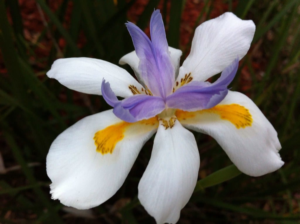 fortnight lily best plants for pool area
