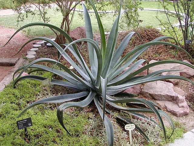 octopus agave pool friendly plants