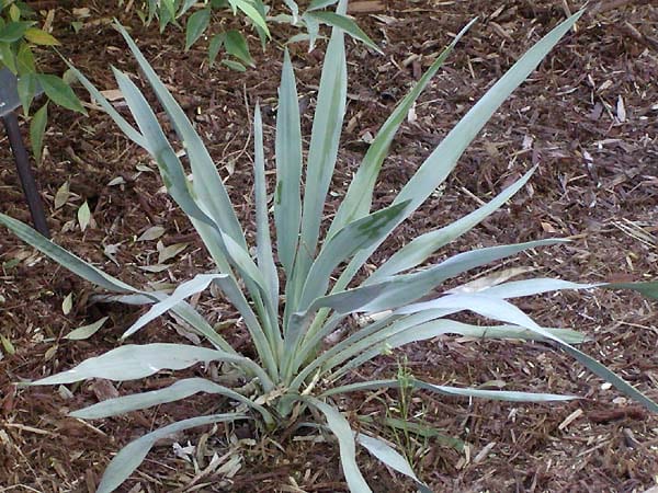 yuca pallida best plants for pool area