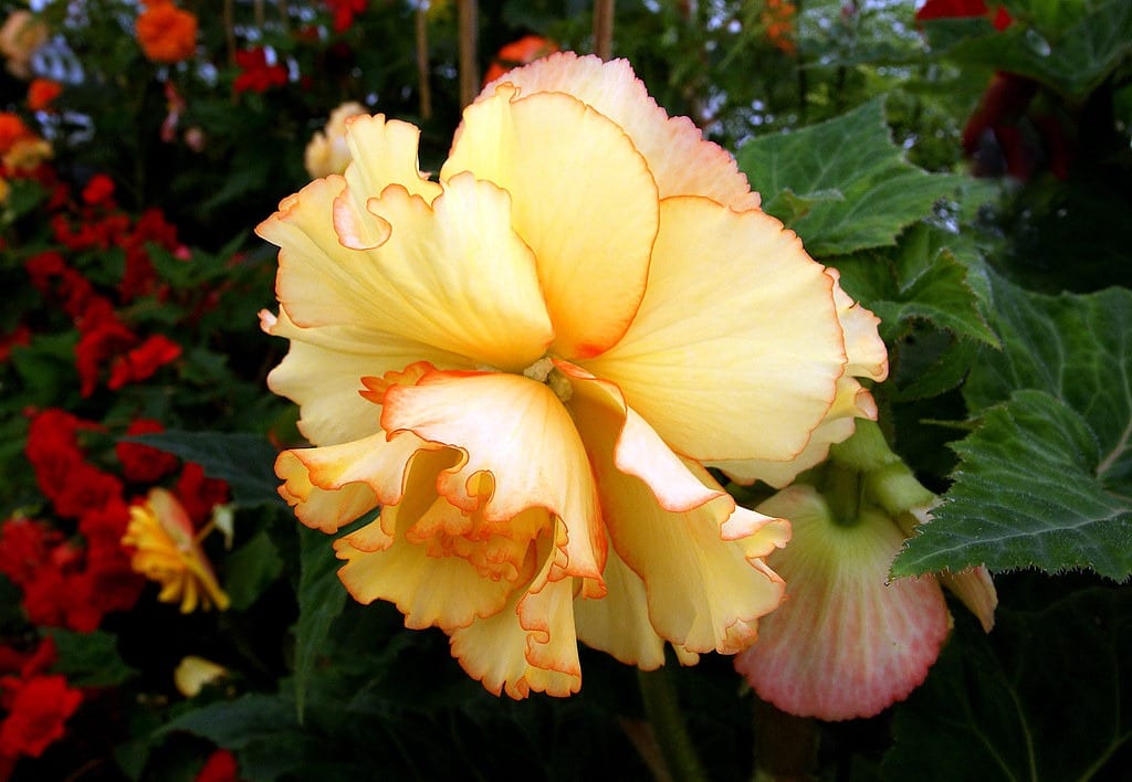 yellow begonia pool friendly plants