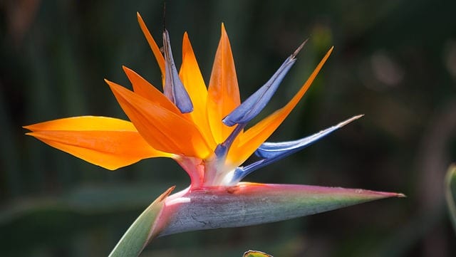 bird of paradise pool friendly plants
