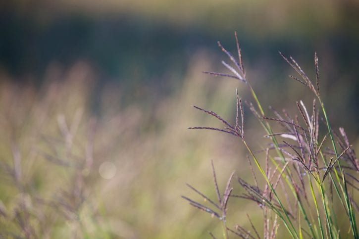 bluestem grass pool friendly plants