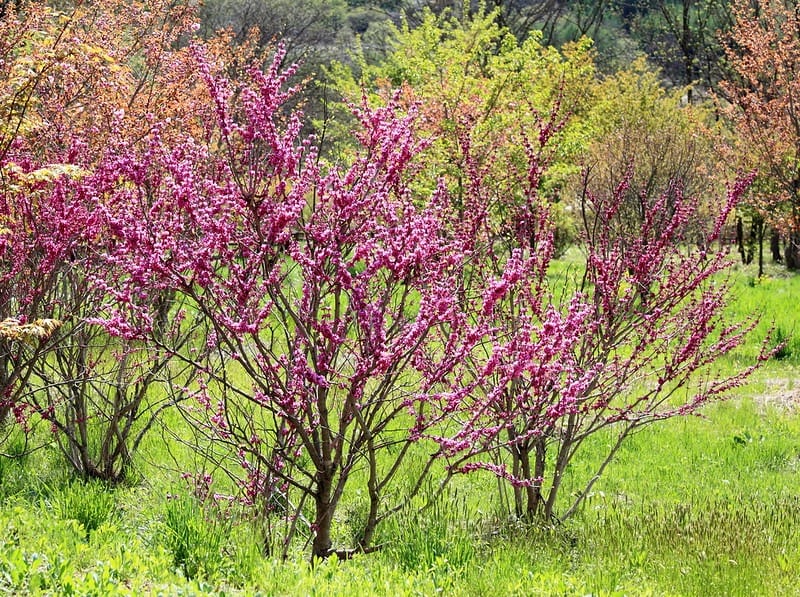 Chinese Redbud best plants for pool area