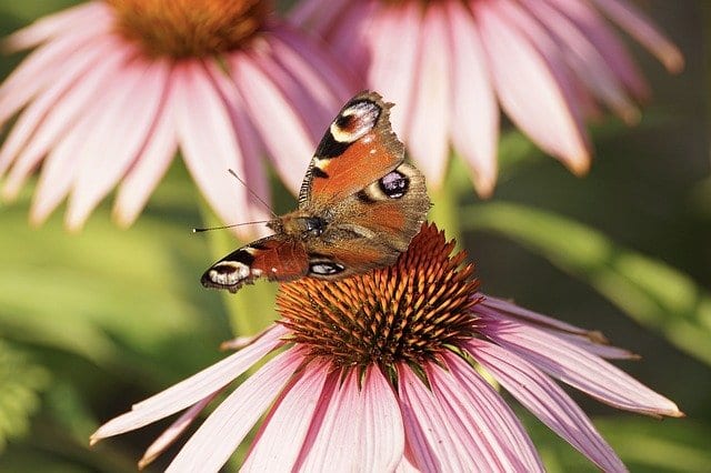 coneflower best plants for pool area