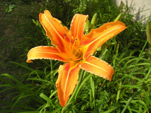 daylily hemerocallis fulva