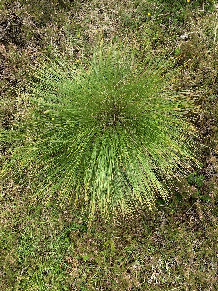 deer grass pool friendly plants