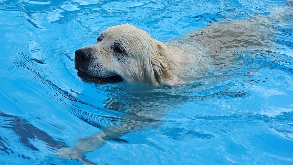pet friendly swimming pool