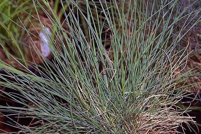 festuca grass best plants for pool area