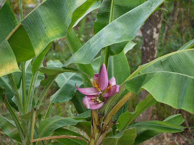 flowering banana pool friendly plants