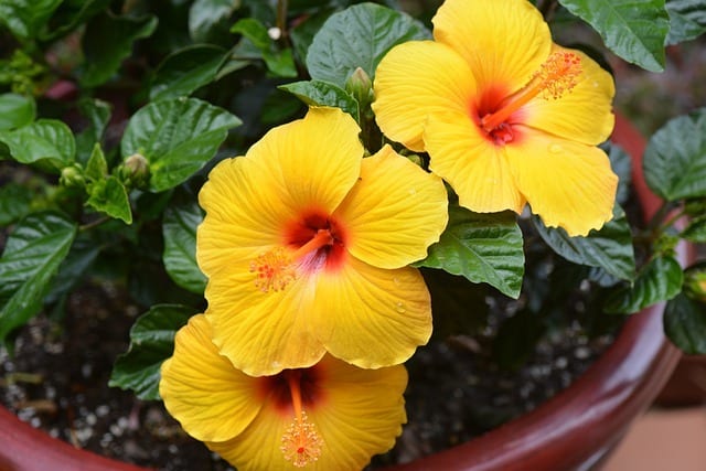 hawaiian hibiscus best plants for pool area
