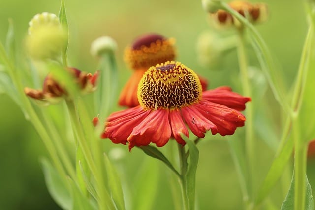 helenium best plants for pool area