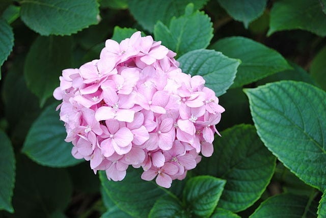 hydrangea macrophylla best plants for pool area