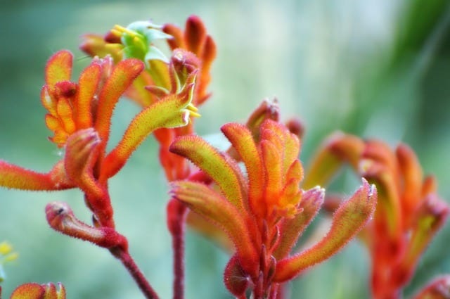 kangaroo paw pool friendly plants